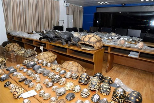 网购野生动物制品，法不可违——以案说法解析法律风险